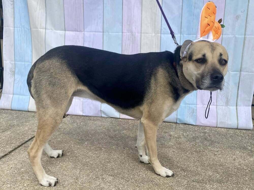 Enlarge Stevie Nicole, a Adoptable mixed breed in Milton, DE image 4/6