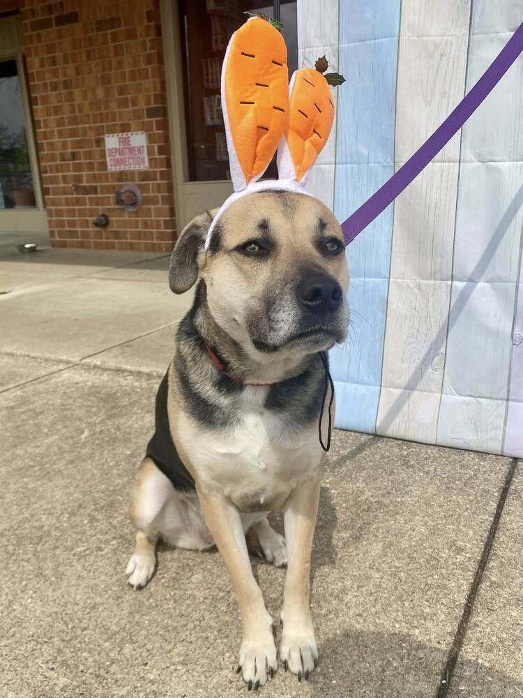 Enlarge Stevie Nicole, a Adoptable mixed breed in Milton, DE image 5/6