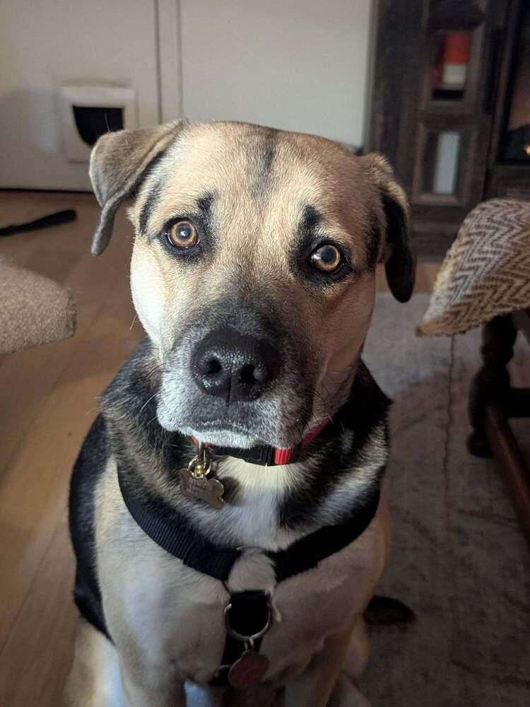 Enlarge Stevie Nicole, a Adoptable mixed breed in Milton, DE image 6/6