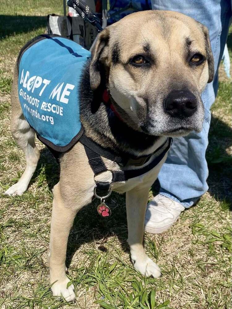 Enlarge Stevie Nicole, a Adoptable mixed breed in Milton, DE image 5/6