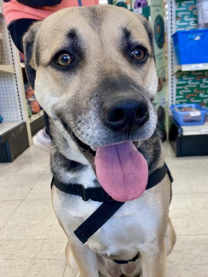 Enlarge Stevie Nicole, a Adoptable mixed breed in Milton, DE image 6/6