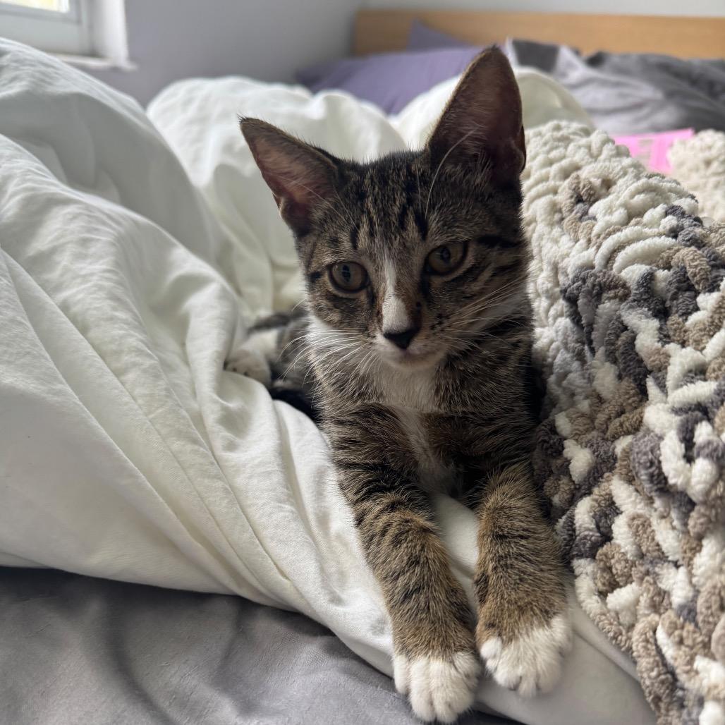 Misa, Adoptable, Kitten Female Domestic Short Hair.