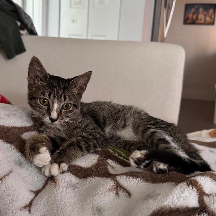 Enlarge Misa, a Adoptable Domestic Short Hair in Miami, FL image 3/5