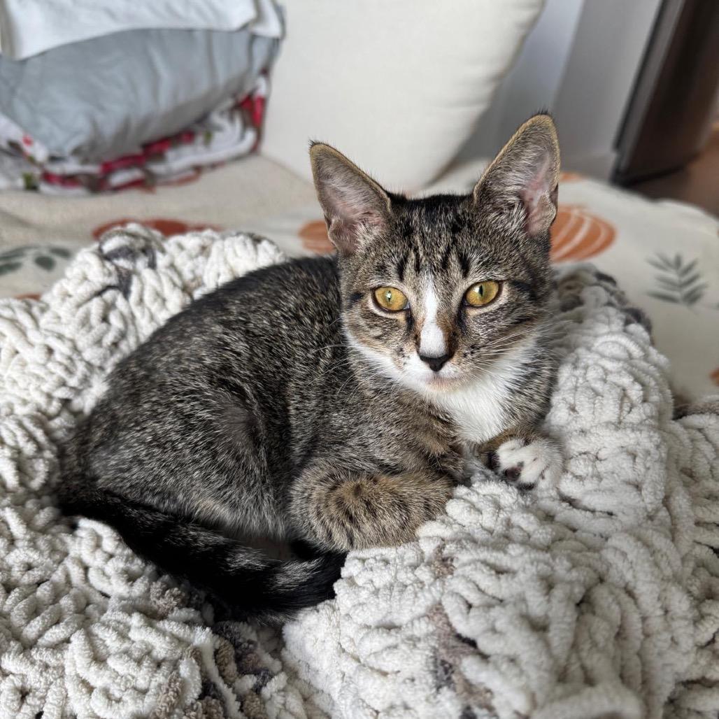 Enlarge Misa, a Adoptable Domestic Short Hair in Miami, FL image 4/5