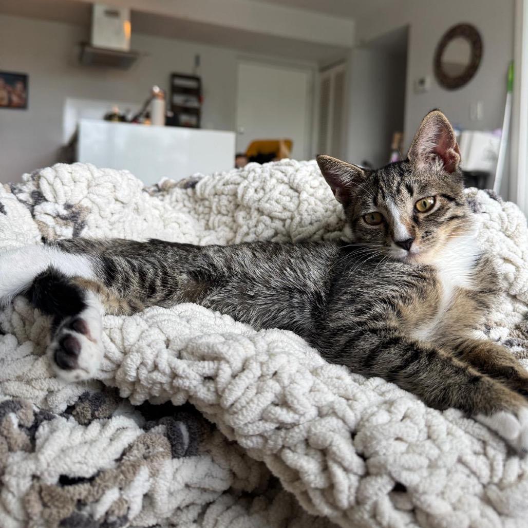 Enlarge Misa, a Adoptable Domestic Short Hair in Miami, FL image 5/5