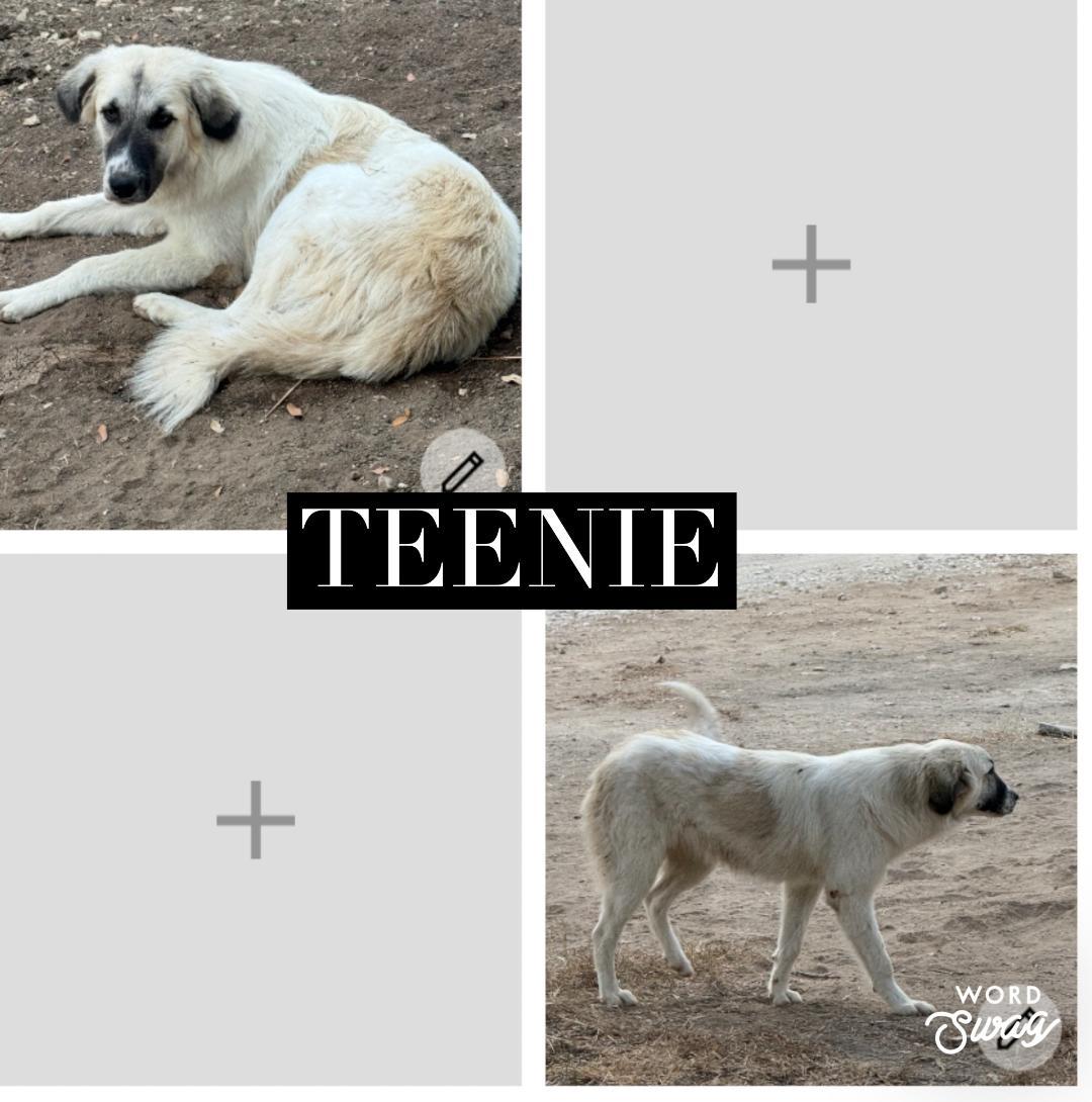 Teenie