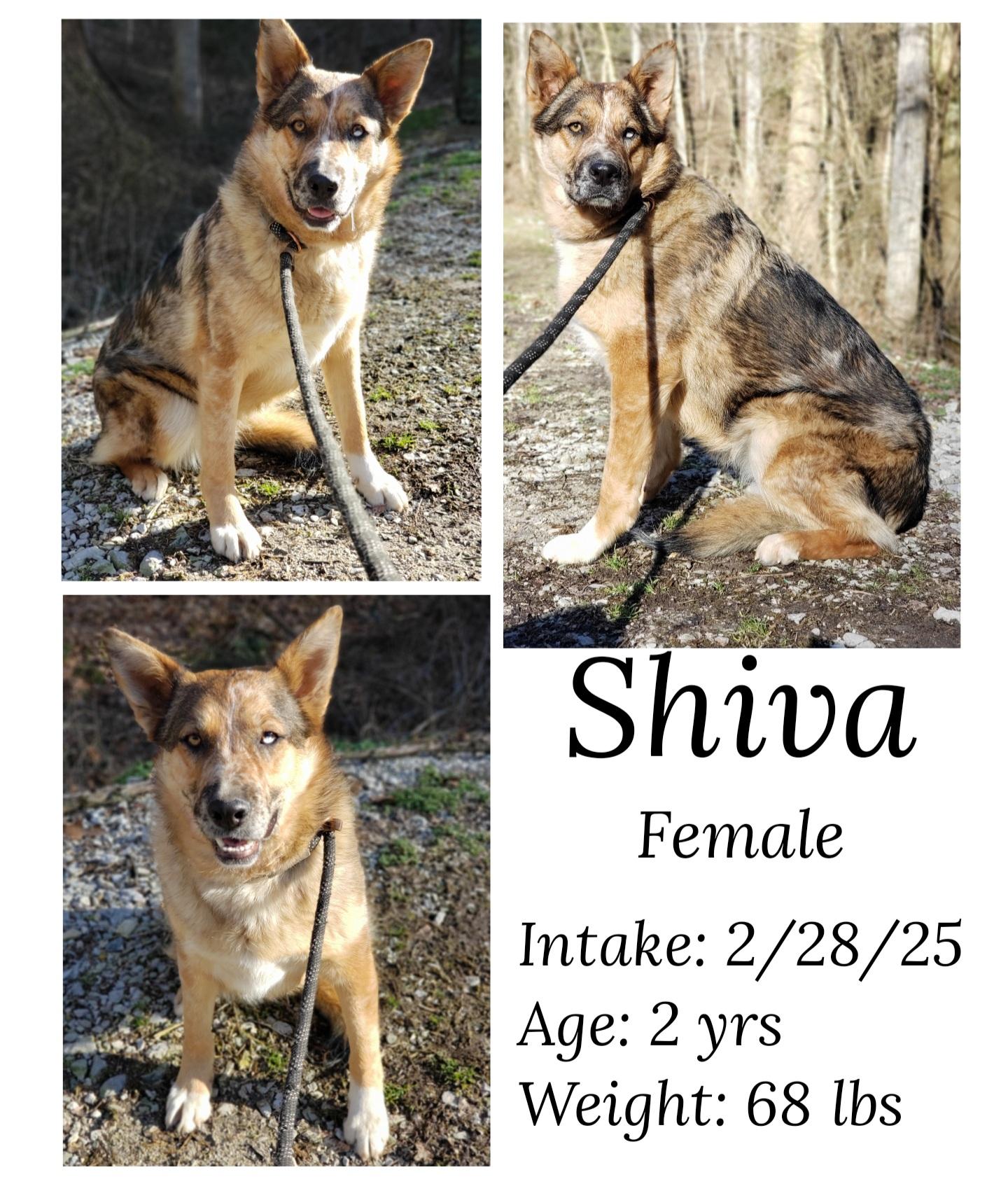 Shiva, Adoptable, Adult Female German Shepherd Dog.