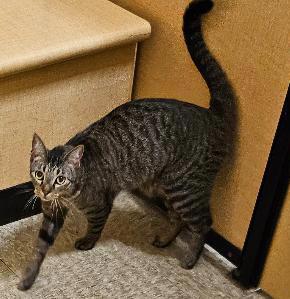 Enlarge Dave the Fave of Extraordinary Felines, a Adopted Tabby in Tulsa, OK image 3/3