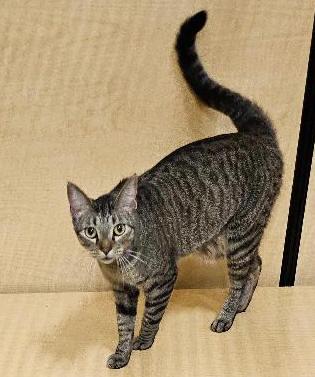 Enlarge Dave the Fave of Extraordinary Felines, a Adopted Tabby in Tulsa, OK image 2/3