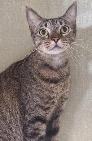 Dave the Fave of Extraordinary Felines, Adopted, Adult Male Tabby.