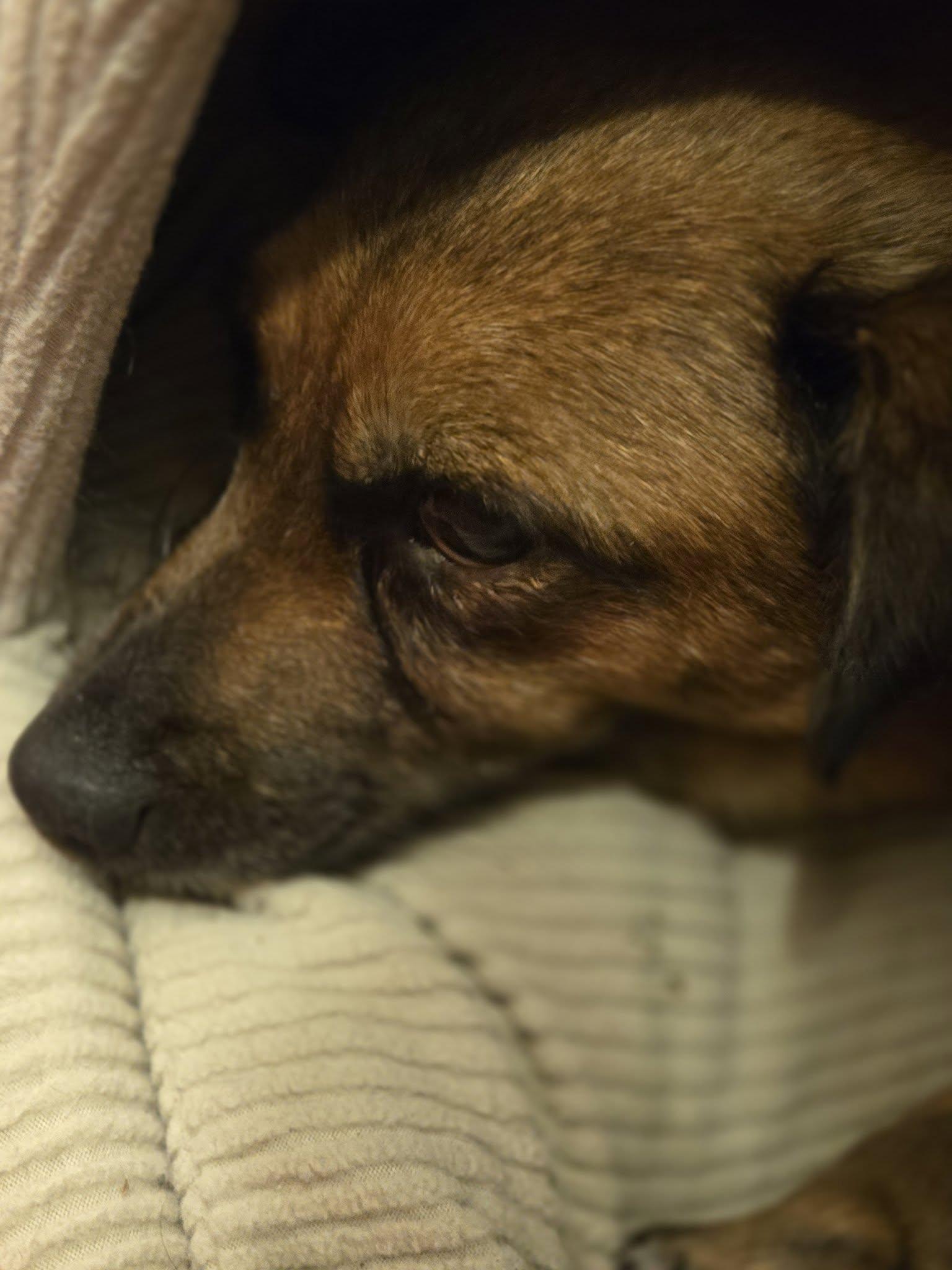 Enlarge Iris, a ADOPTABLE mixed breed in Williamsburg, VA image 5/6