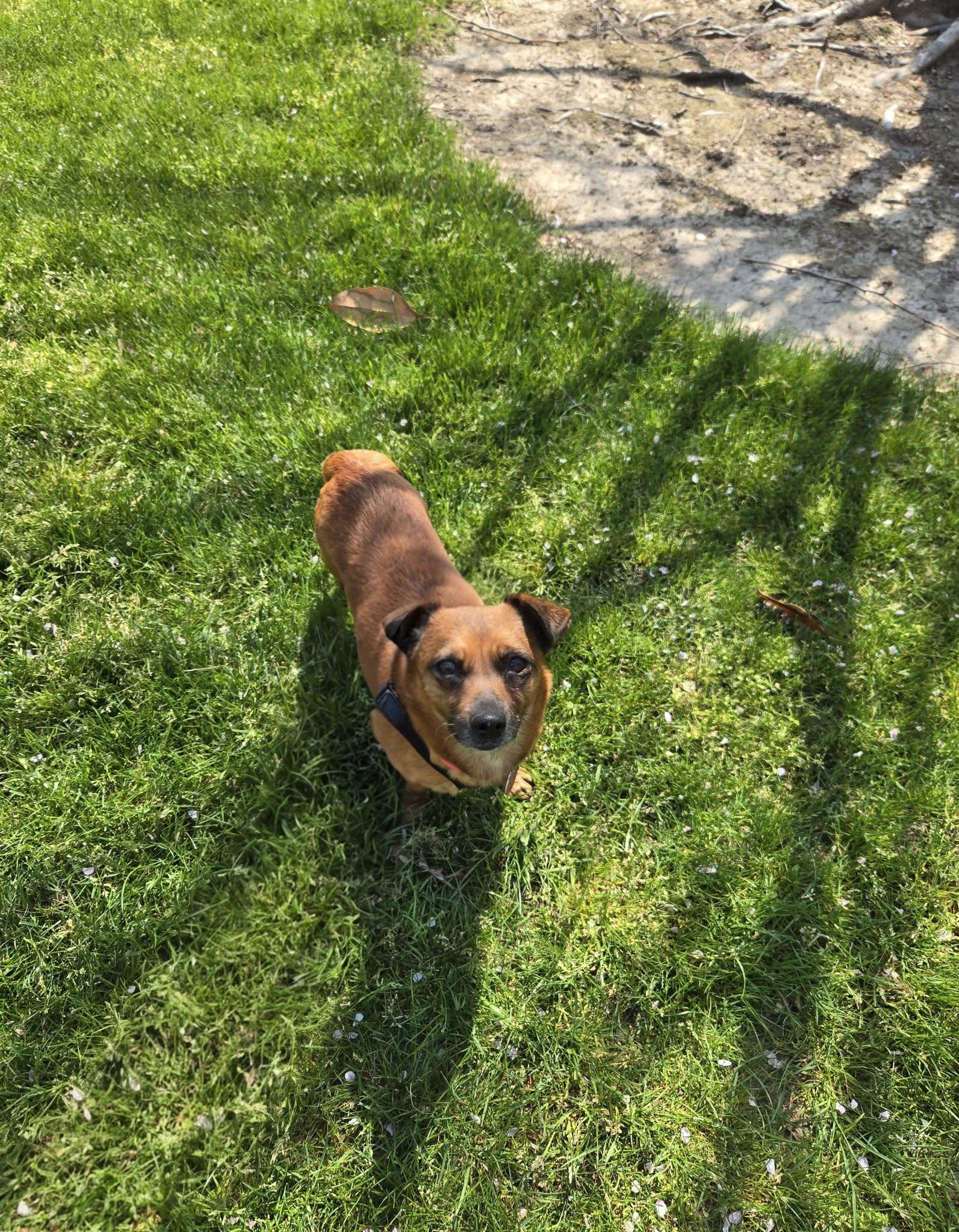 Enlarge Iris, a ADOPTABLE mixed breed in Williamsburg, VA image 2/6