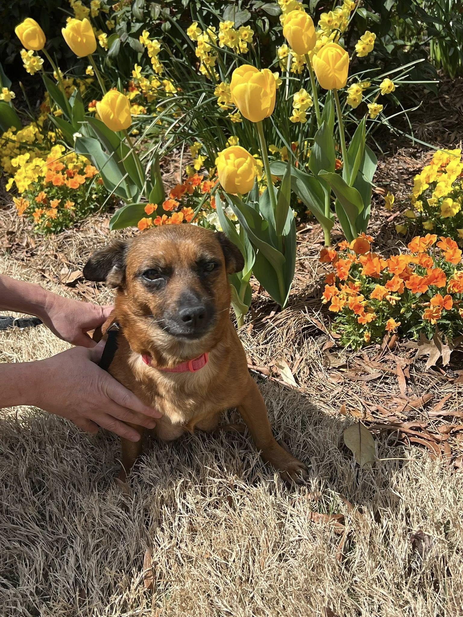 Iris, ADOPTABLE, Adult Female Miniature Dachshund & Chihuahua.