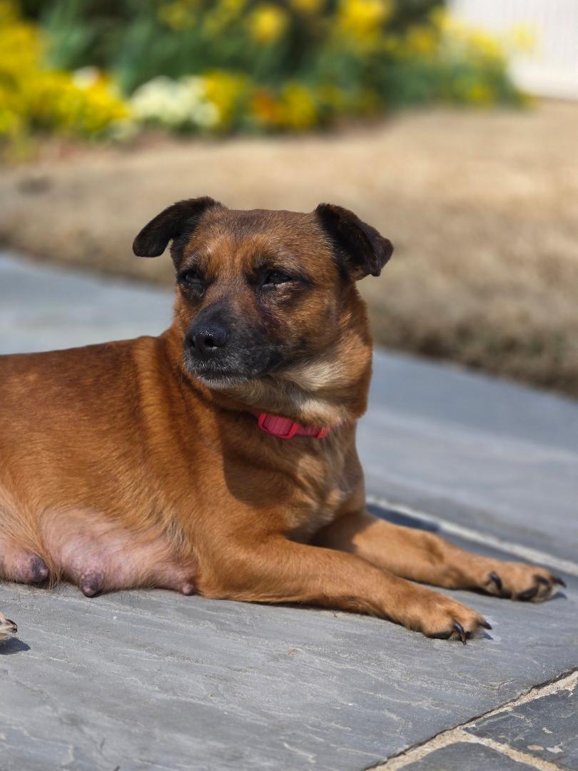 Enlarge Iris, a ADOPTABLE mixed breed in Williamsburg, VA image 4/6