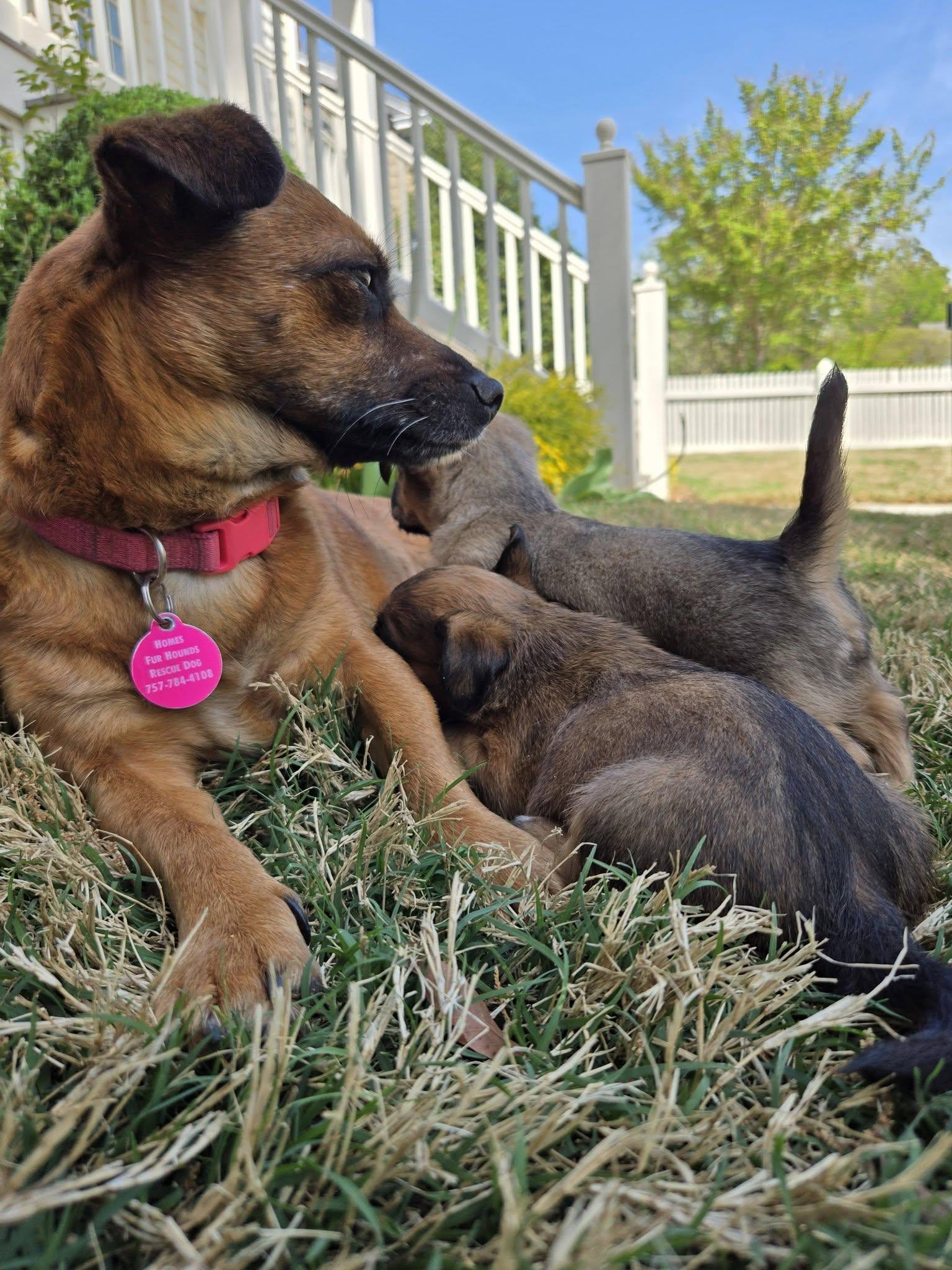 Enlarge Iris, a ADOPTABLE mixed breed in Williamsburg, VA image 6/6