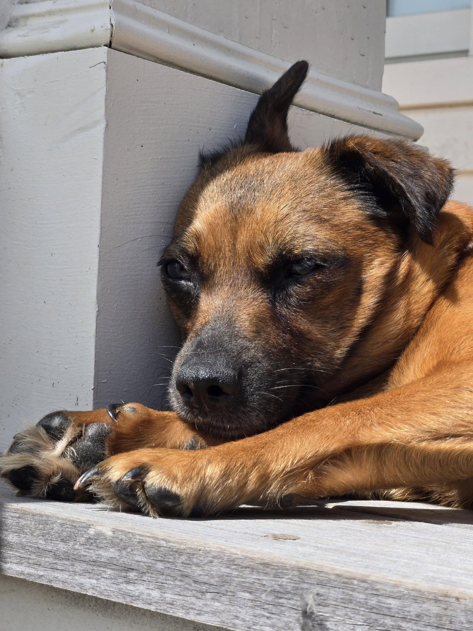 Enlarge Iris, a ADOPTABLE mixed breed in Williamsburg, VA image 3/6