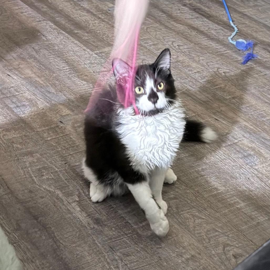 Enlarge Batman, a Adoptable Domestic Medium Hair in Abbotsford, BC image 1/6