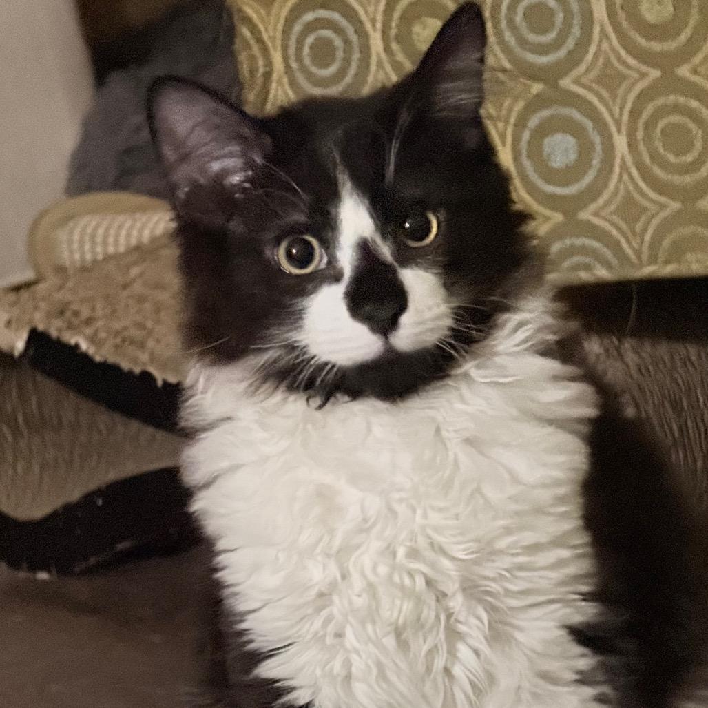 Enlarge Batman, a Adoptable Domestic Medium Hair in Abbotsford, BC image 2/6