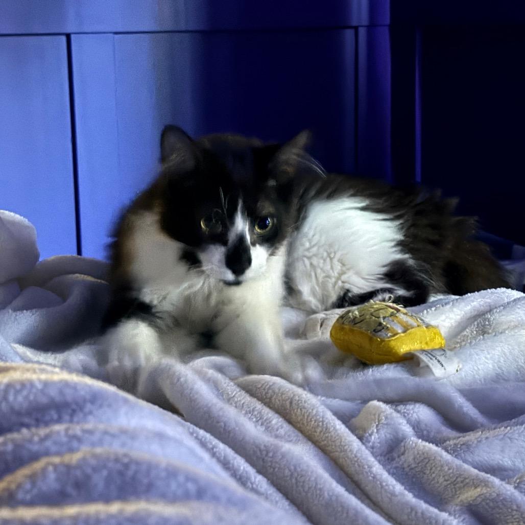 Enlarge Batman, a Adoptable Domestic Medium Hair in Abbotsford, BC image 3/6