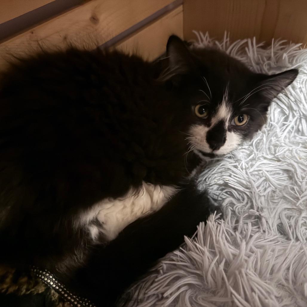 Enlarge Batman, a Adoptable Domestic Medium Hair in Abbotsford, BC image 4/6