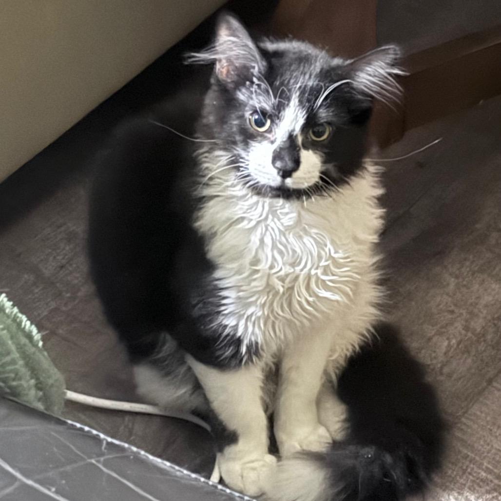 Enlarge Batman, a Adoptable Domestic Medium Hair in Abbotsford, BC image 5/6