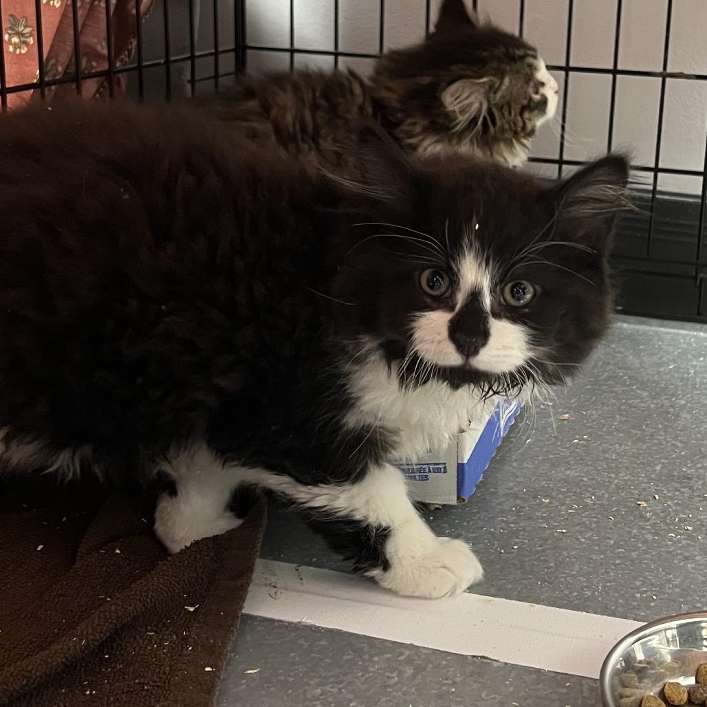 Enlarge Batman, a Adoptable Domestic Medium Hair in Abbotsford, BC image 6/6