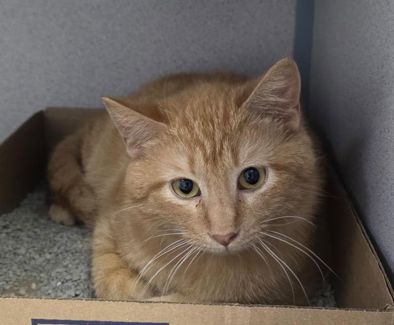 Alf, Adoptable, Adult Male Domestic Short Hair.