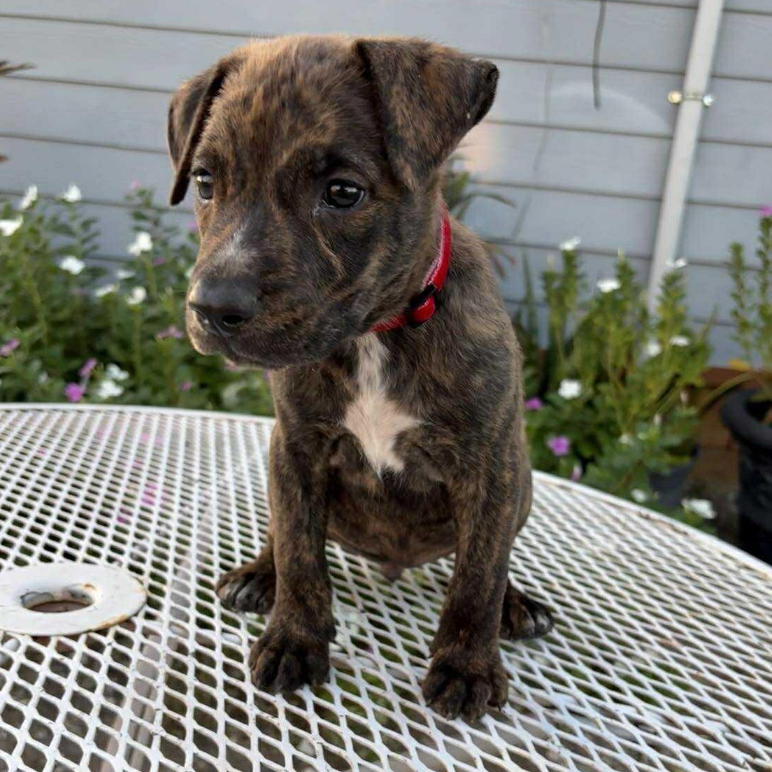 Frenchy, adopted, Puppy Female Pit Bull Terrier.