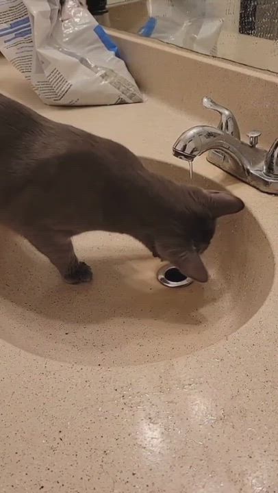 Enlarge Victor, a Adopted mixed breed in Mesa, AZ video 7/12