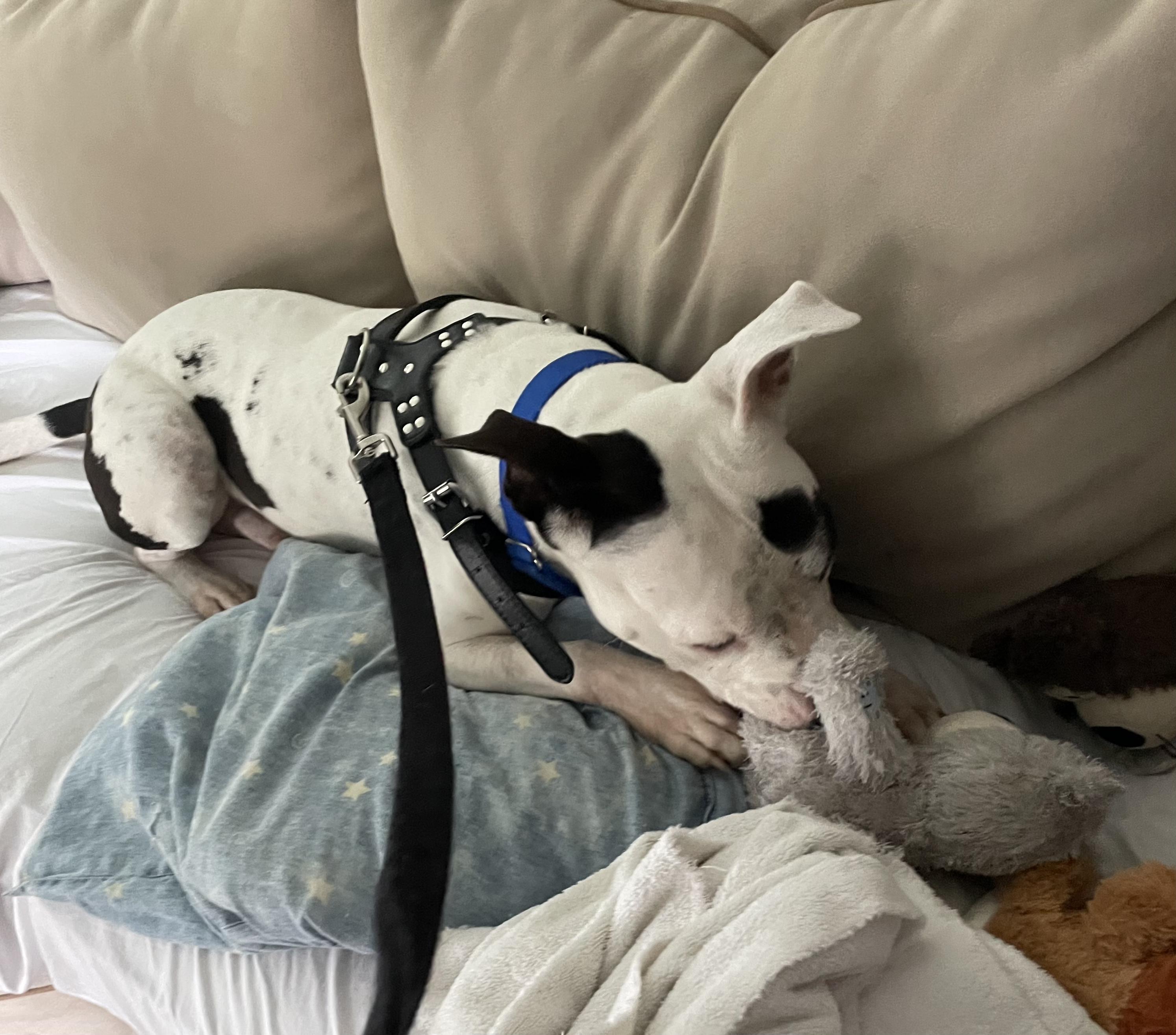 Zeke — thumbnail 2