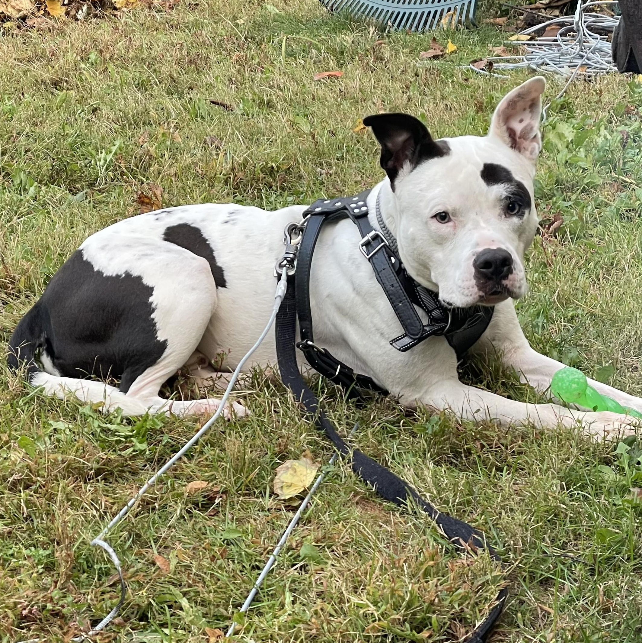 Zeke — thumbnail 5