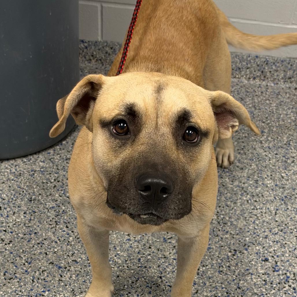 Andrew, Adoptable, Adult Male Mixed Breed.