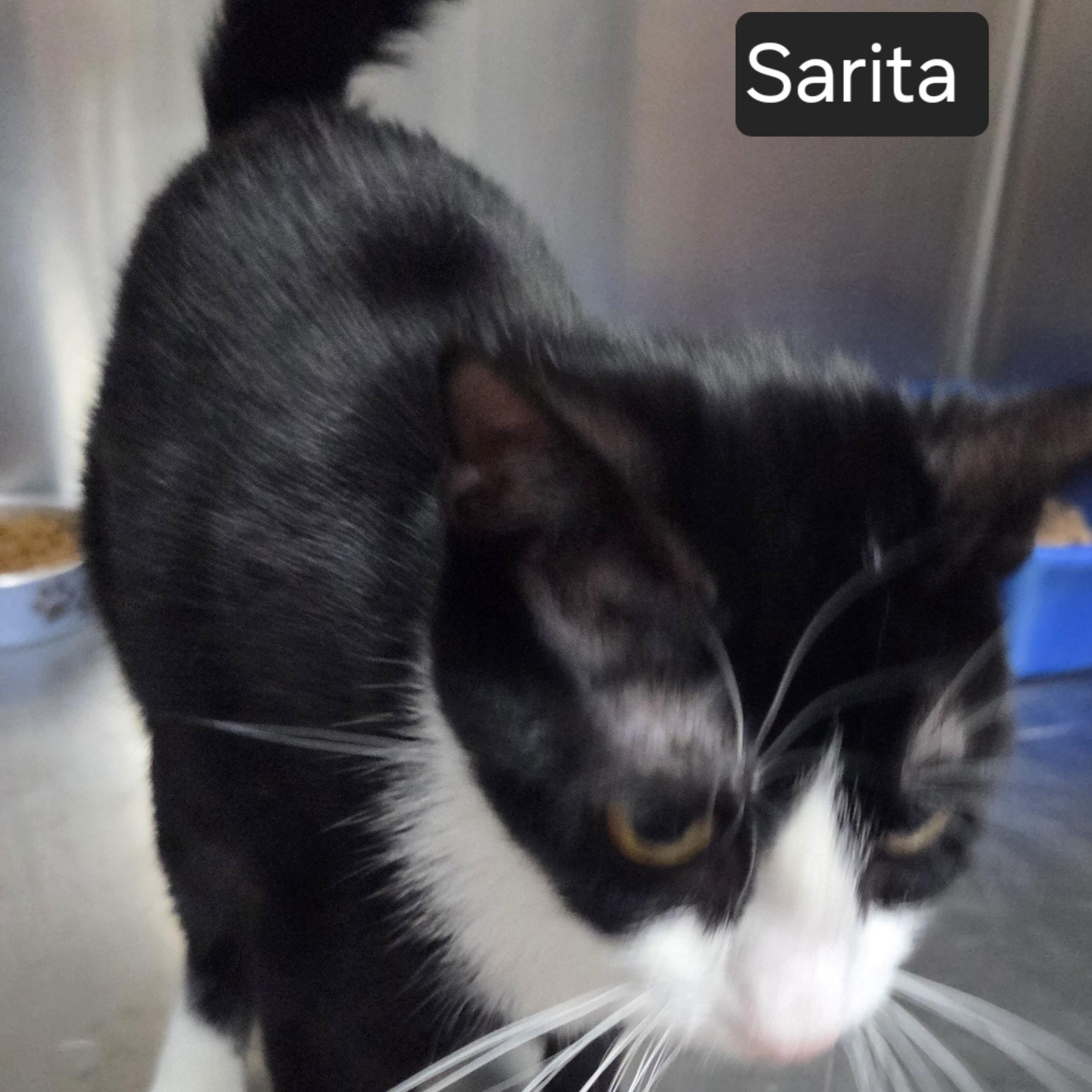 Enlarge Sarita, a Adoptable Domestic Short Hair in SNOW HILL, NC image 2/2