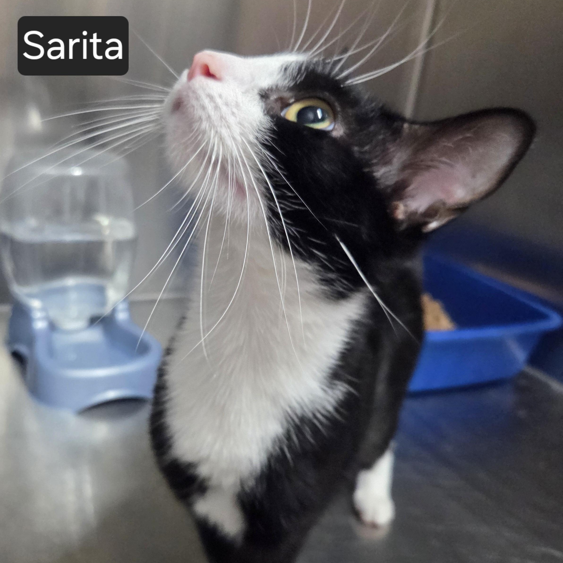 Sarita, Adoptable, Adult Female Domestic Short Hair.