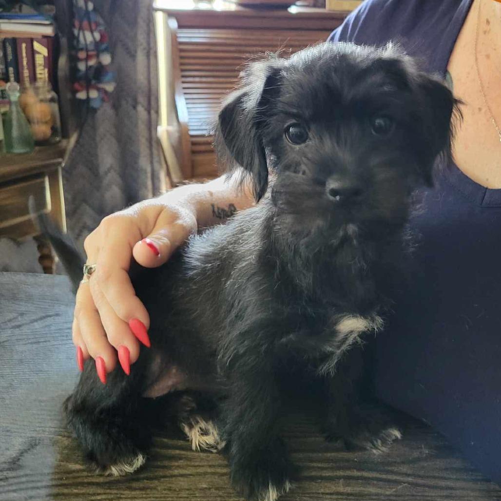 Twix COMING SOON, Adoptable, Puppy Female Yorkshire Terrier & Terrier.