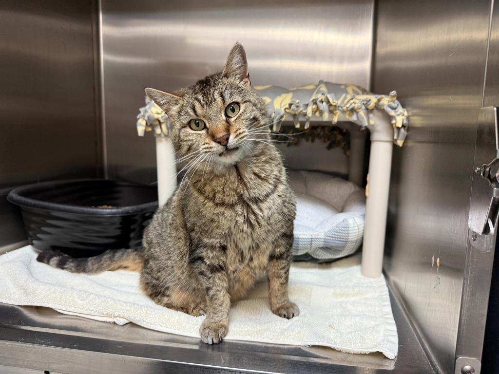 Miu Miu, Adoptable, Adult Female Domestic Short Hair.