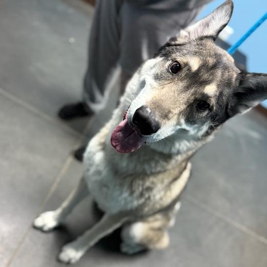 Moose, Adoptable, Adult Male Siberian Husky & Mixed Breed.