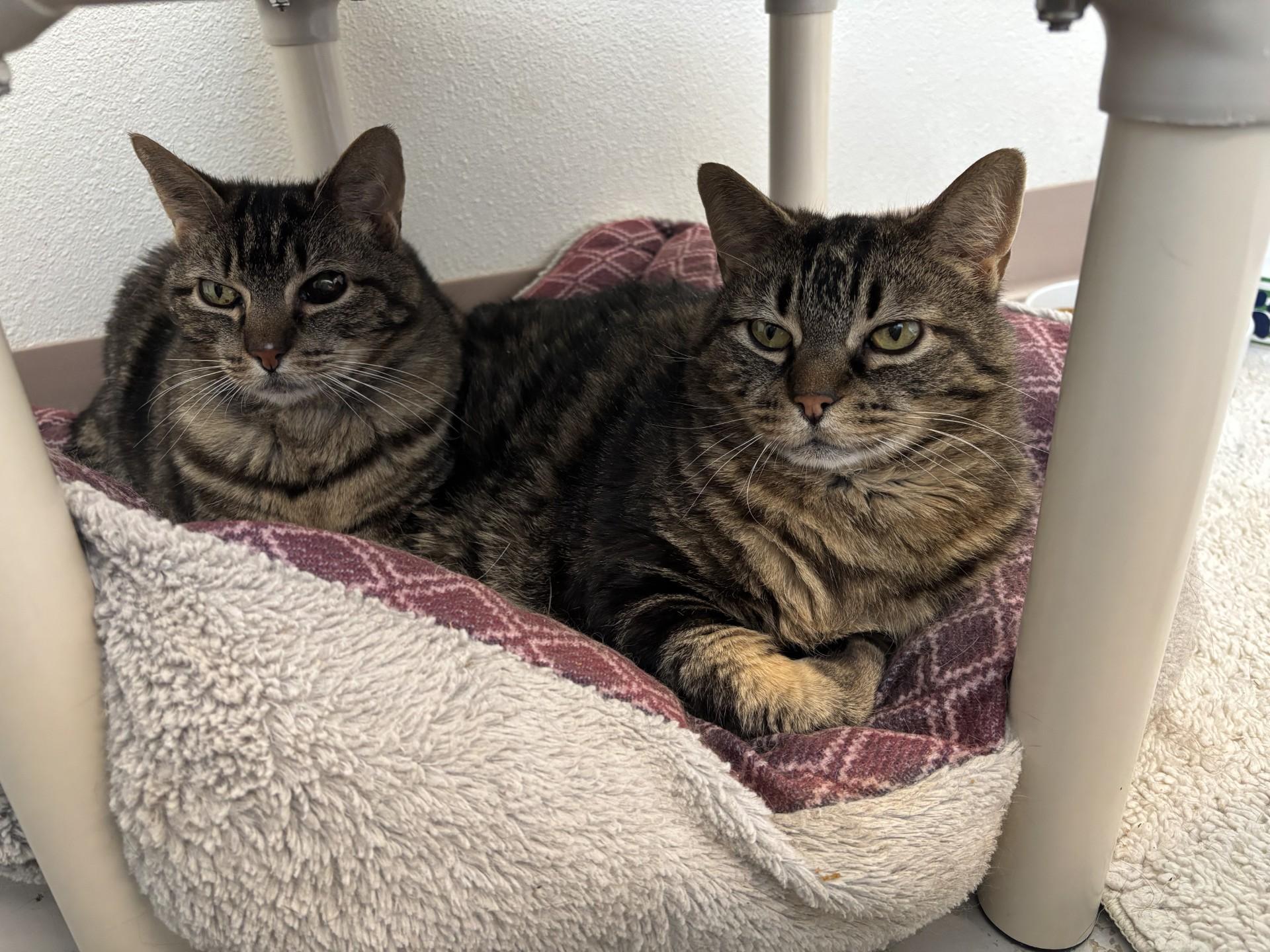 Quinn, a Adoptable Domestic Short Hair in Grants Pass, OR image 4/5