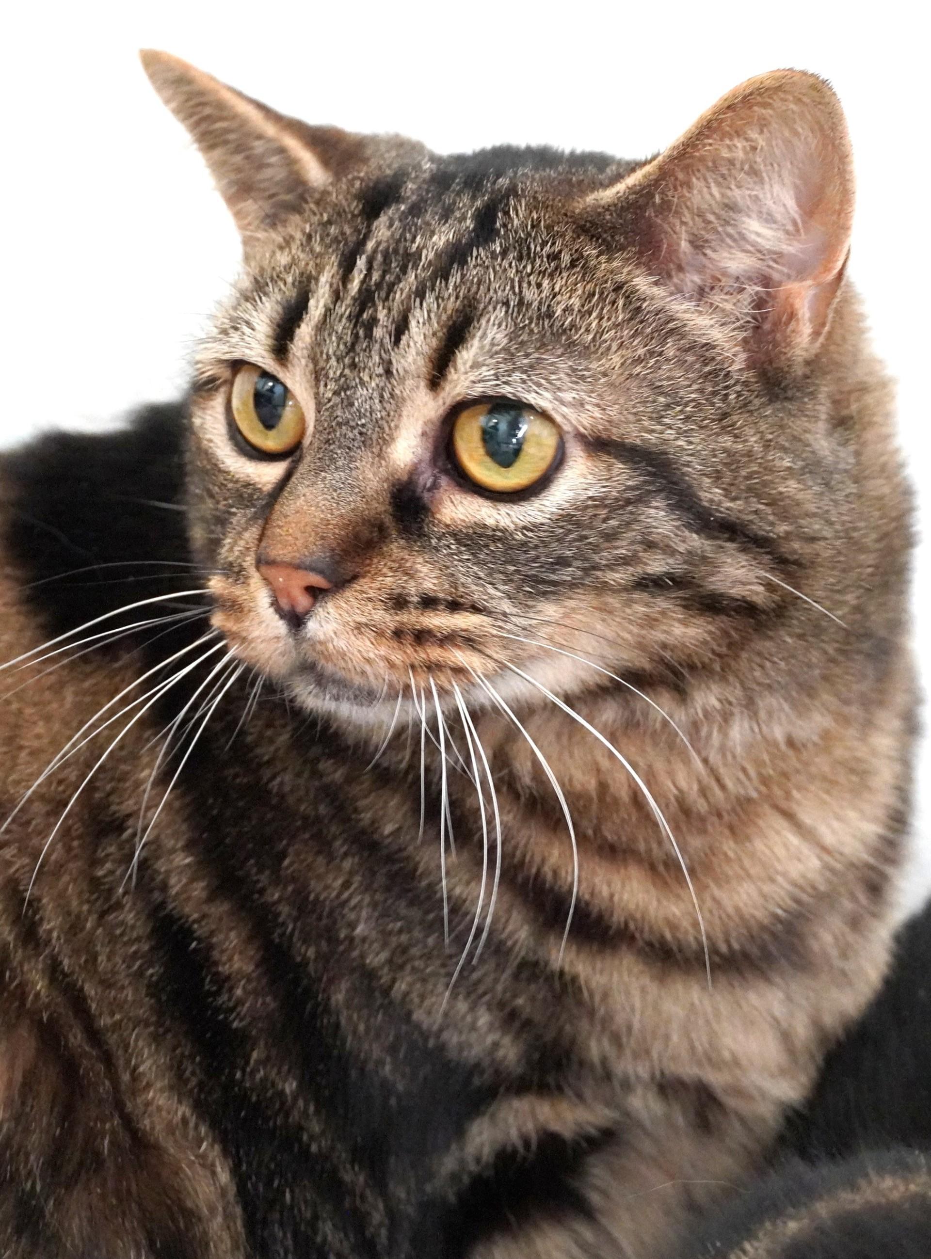 Enlarge Quinn, a Adoptable Domestic Short Hair in Grants Pass, OR image 2/2