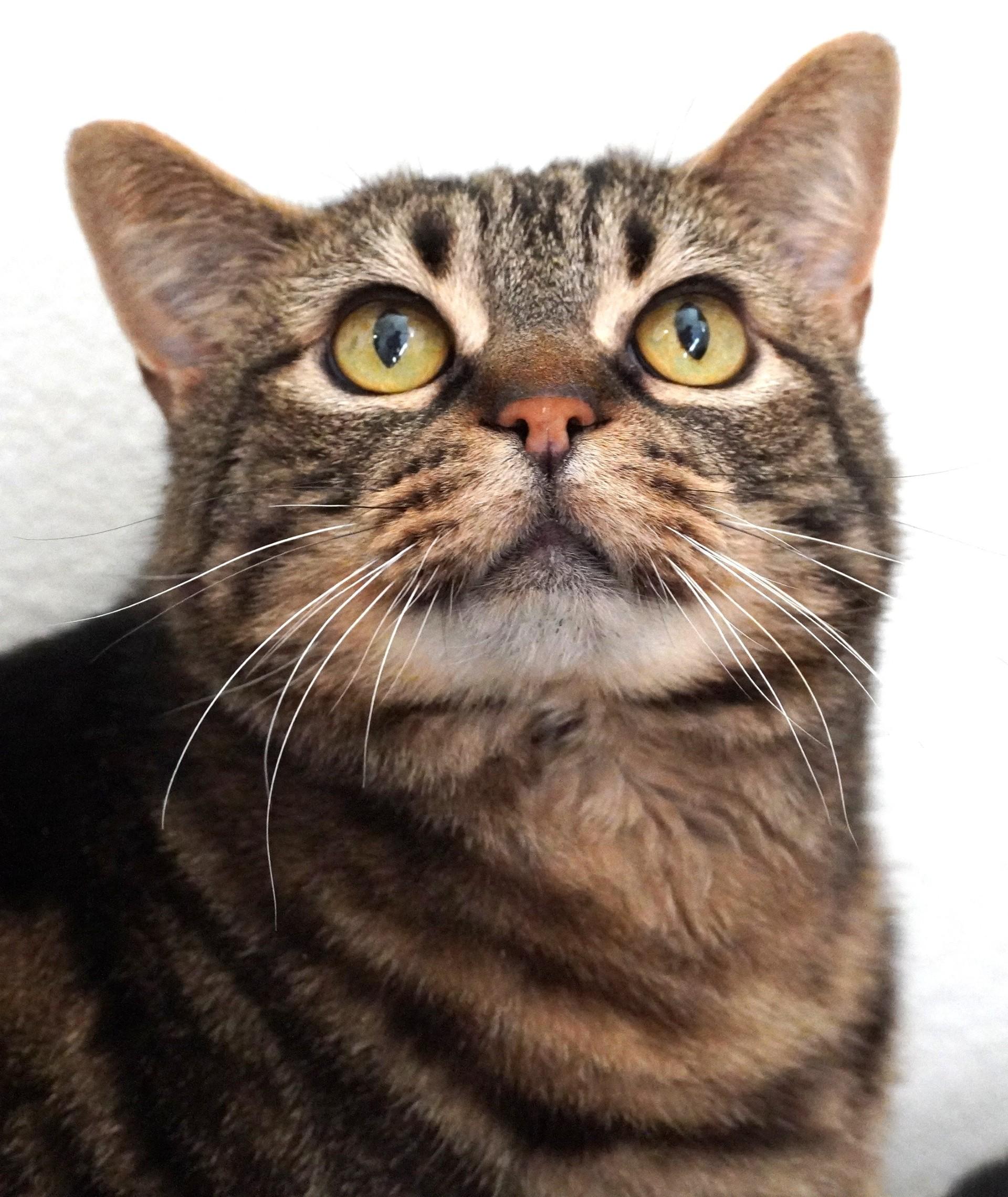 Quinn, Adoptable, Senior Male Domestic Short Hair.