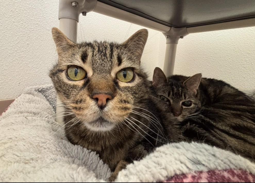 Quinn, a Adoptable Domestic Short Hair in Grants Pass, OR image 3/5