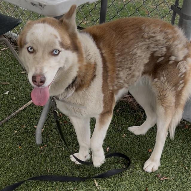 Enlarge LUNA, a Adoptable Siberian Husky in Downey, CA image 1/1
