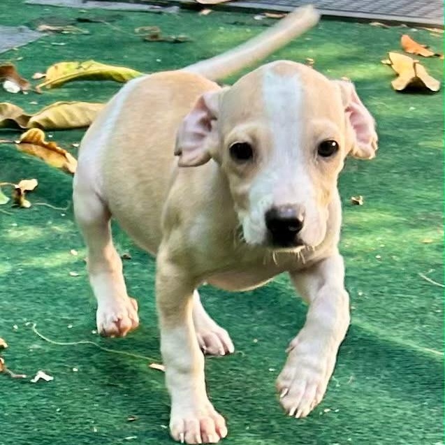 Enlarge Ferris, a Adoptable mixed breed in Lake Worth, FL image 1/6