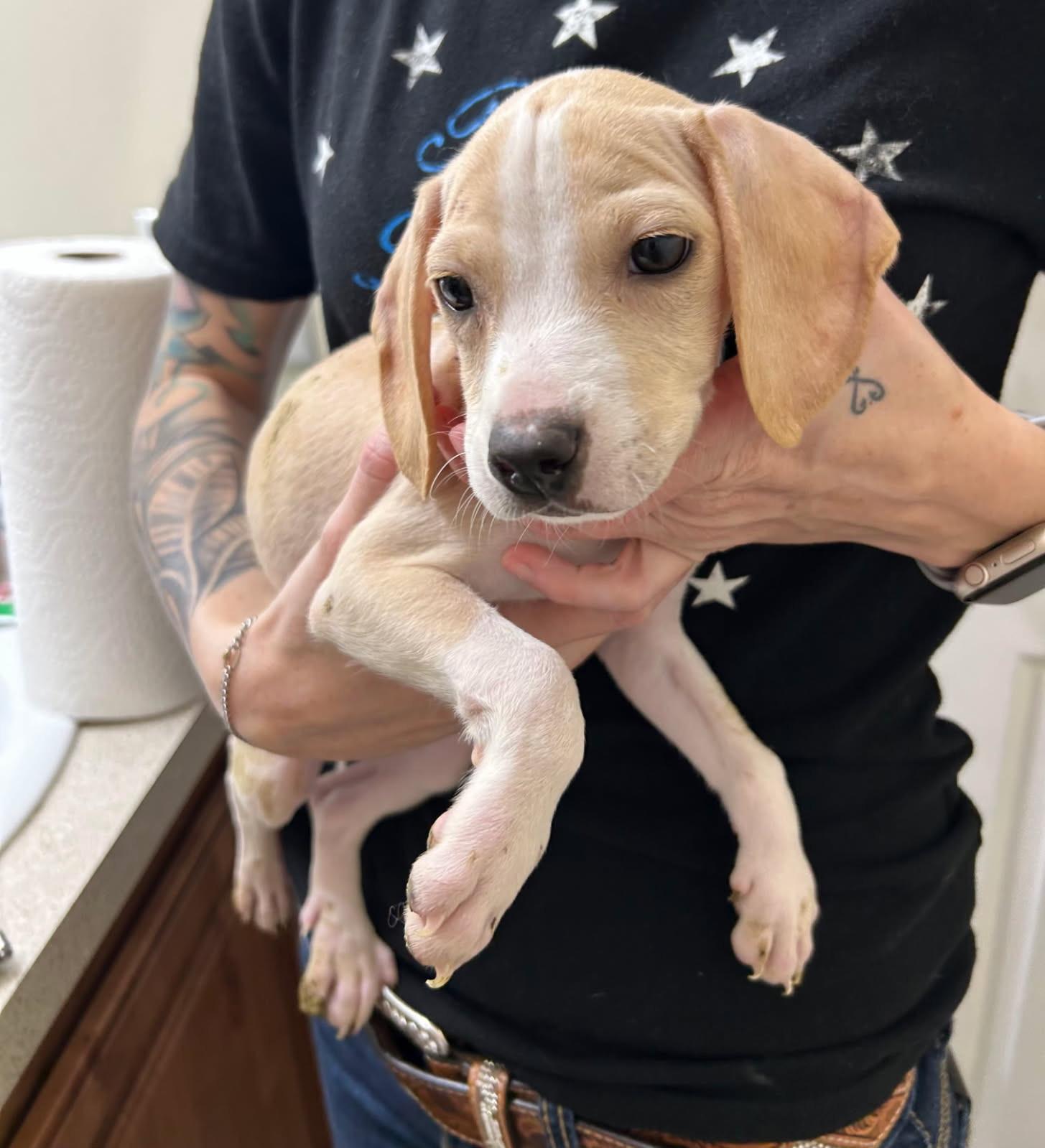 Enlarge Ferris, a Adoptable mixed breed in Lake Worth, FL image 3/6