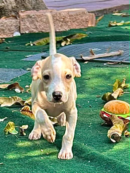 Enlarge Ferris, a Adoptable mixed breed in Lake Worth, FL image 4/6