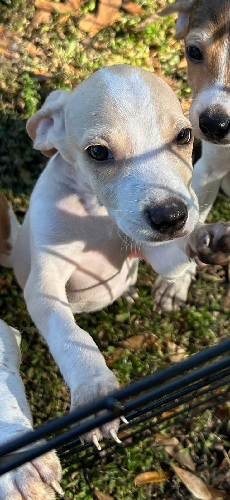 Enlarge Ferris, a Adoptable mixed breed in Lake Worth, FL image 5/6