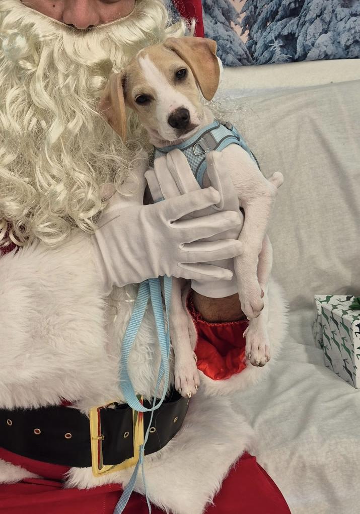 Enlarge Ferris, an adopted mixed breed in Lake Worth, FL image 5/6