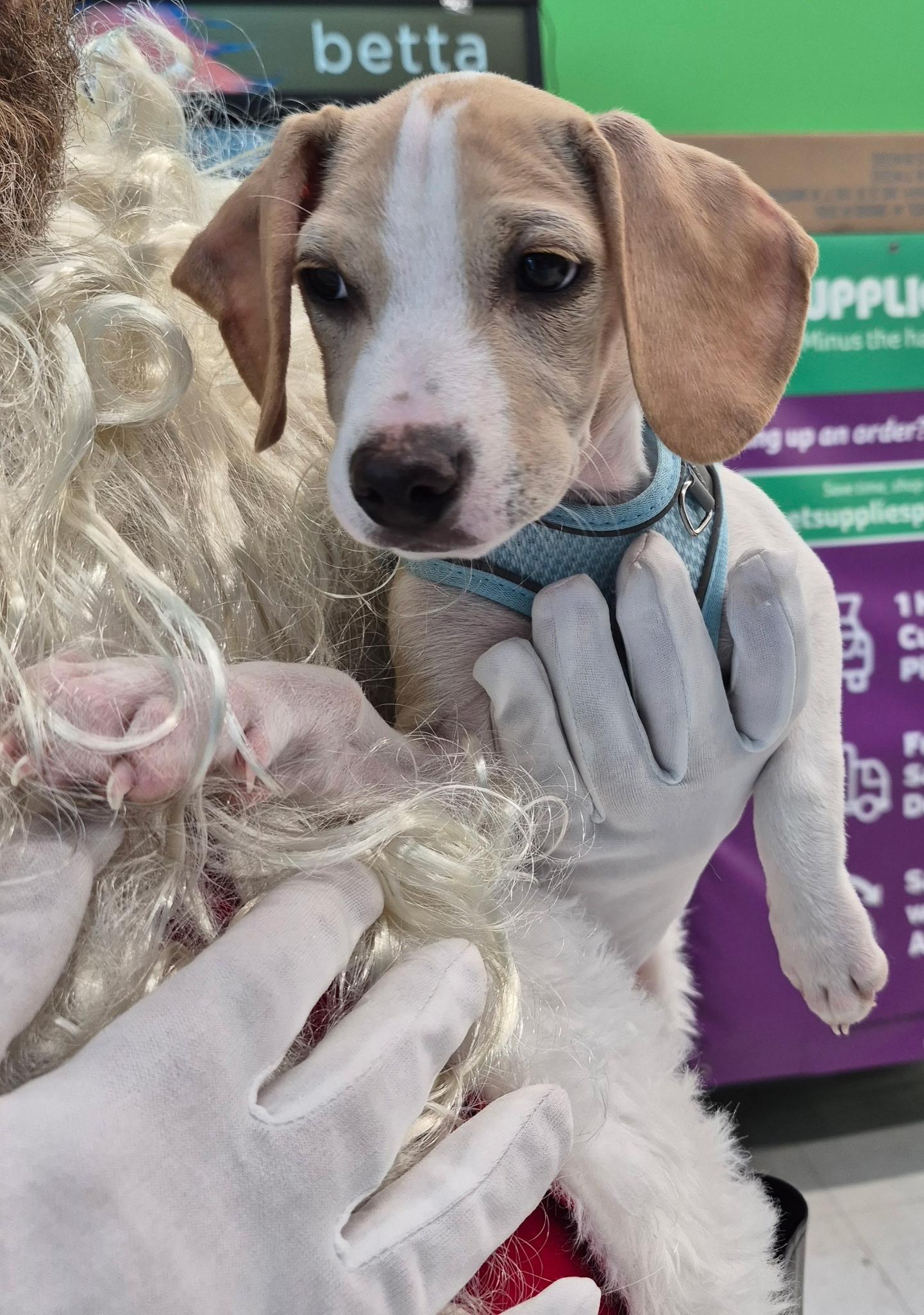 Enlarge Ferris, an adopted mixed breed in Lake Worth, FL image 6/6