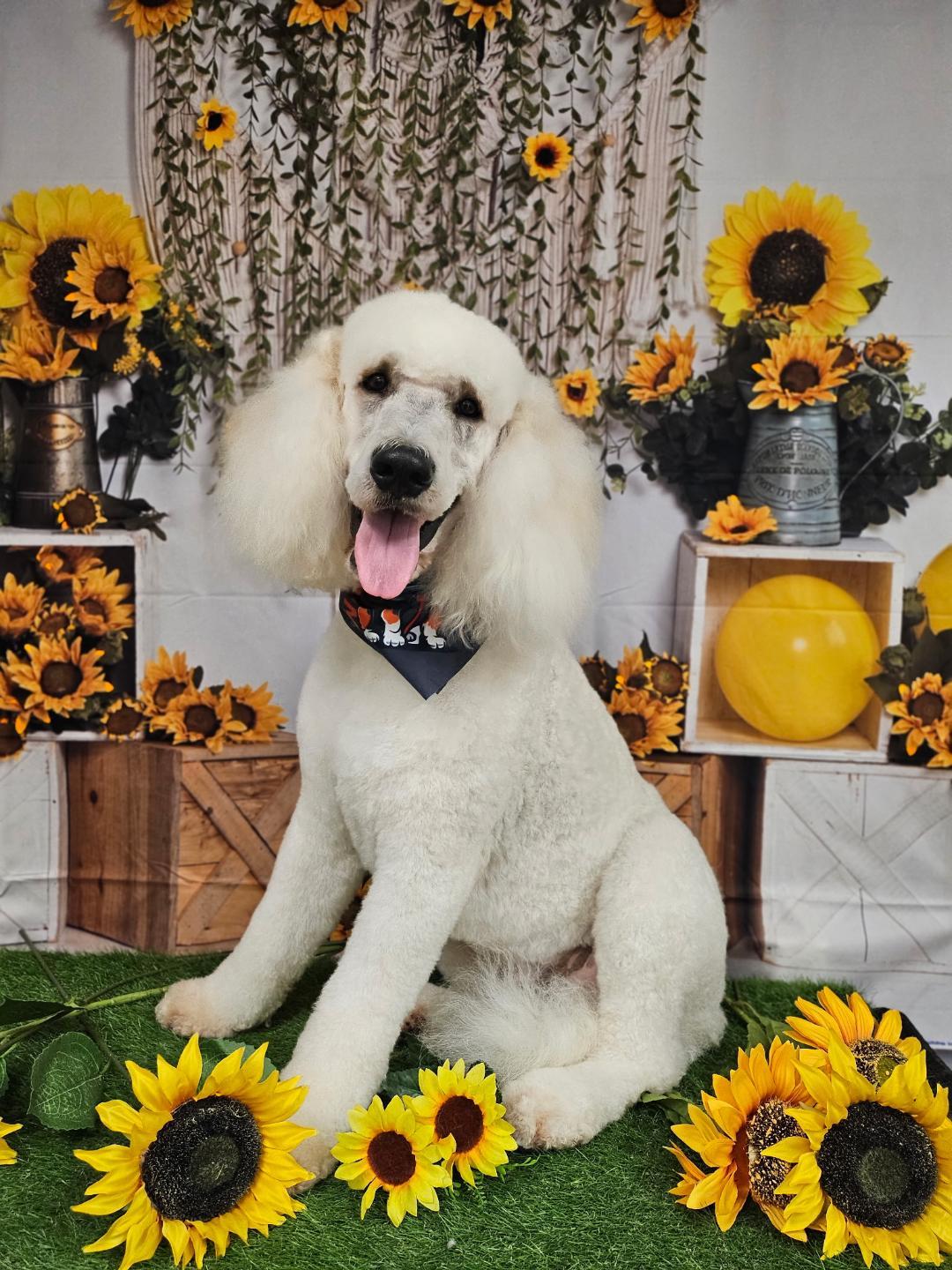 Sammy, Adult Male Goldendoodle