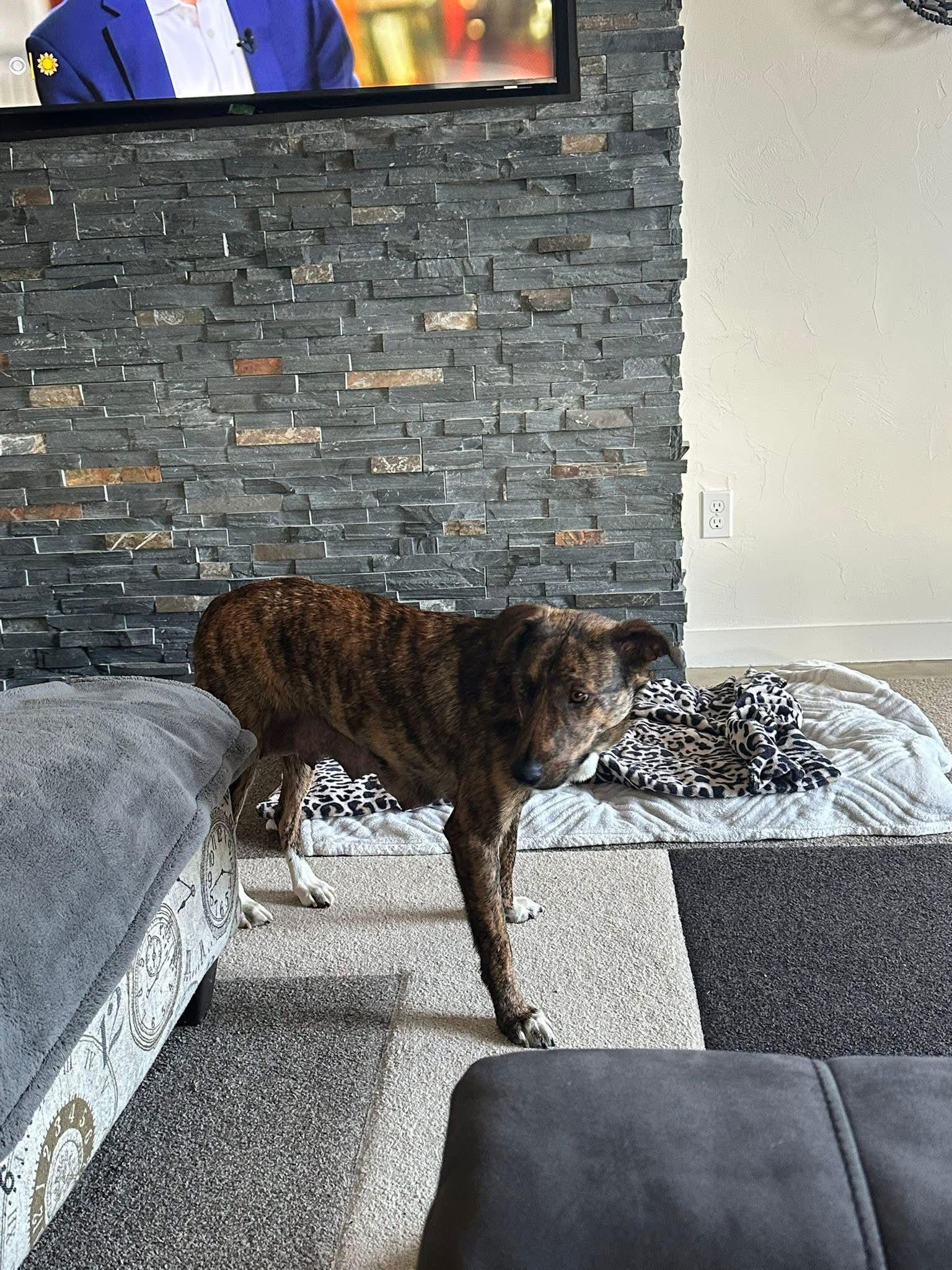 Abby, Adoptable, Young Female Mountain Cur.